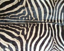 Zebra skin - hide