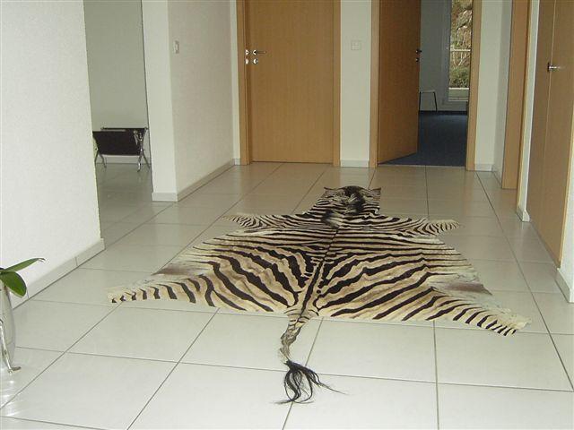 Zebra skin - zebra hide